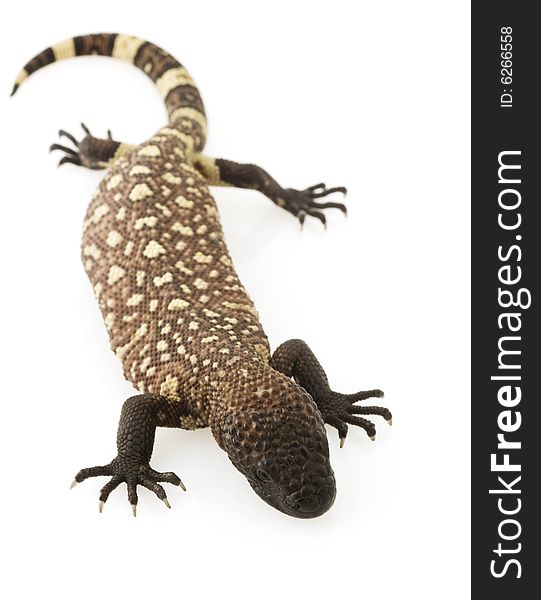Mexican Beaded Lizard (Heloderma horridum)