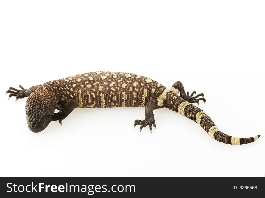 Mexican Beaded Lizard (Heloderma horridum) on white background.