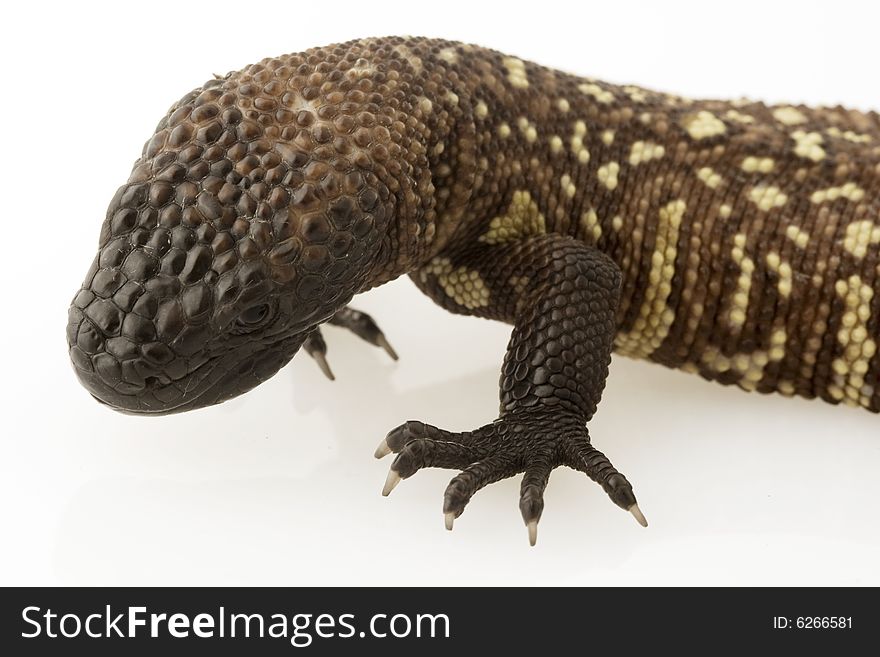 Mexican Beaded Lizard (Heloderma horridum) on white background.