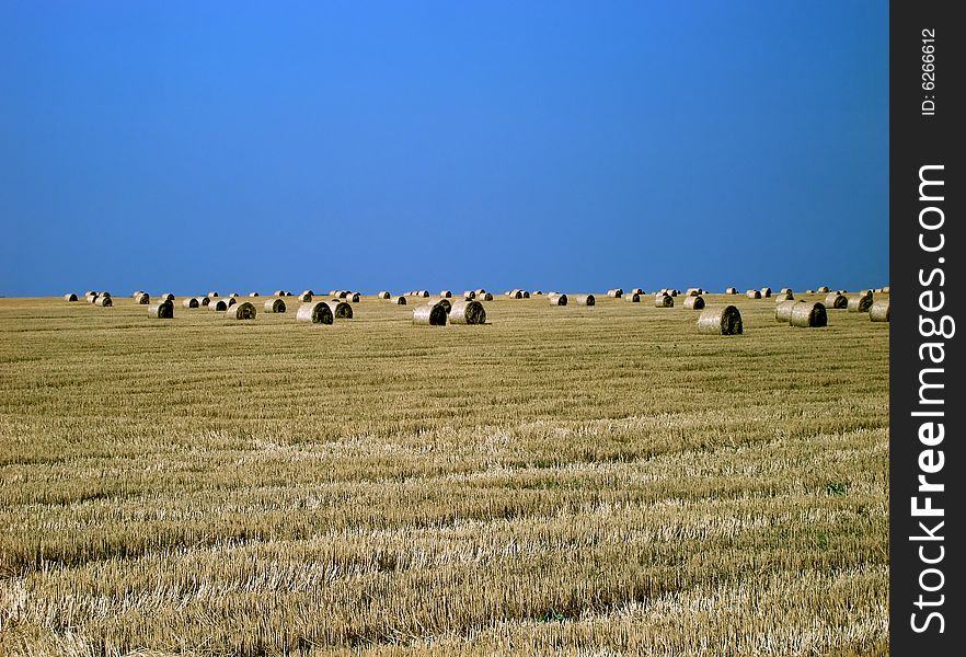 Harvest time