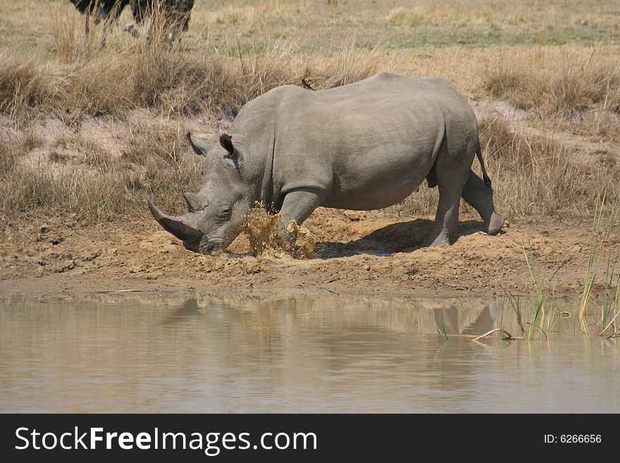 Rhino taking a mud bath. Rhino taking a mud bath.