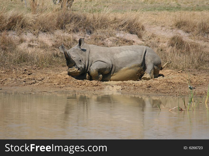 Rhino taking a mud bath. Rhino taking a mud bath.