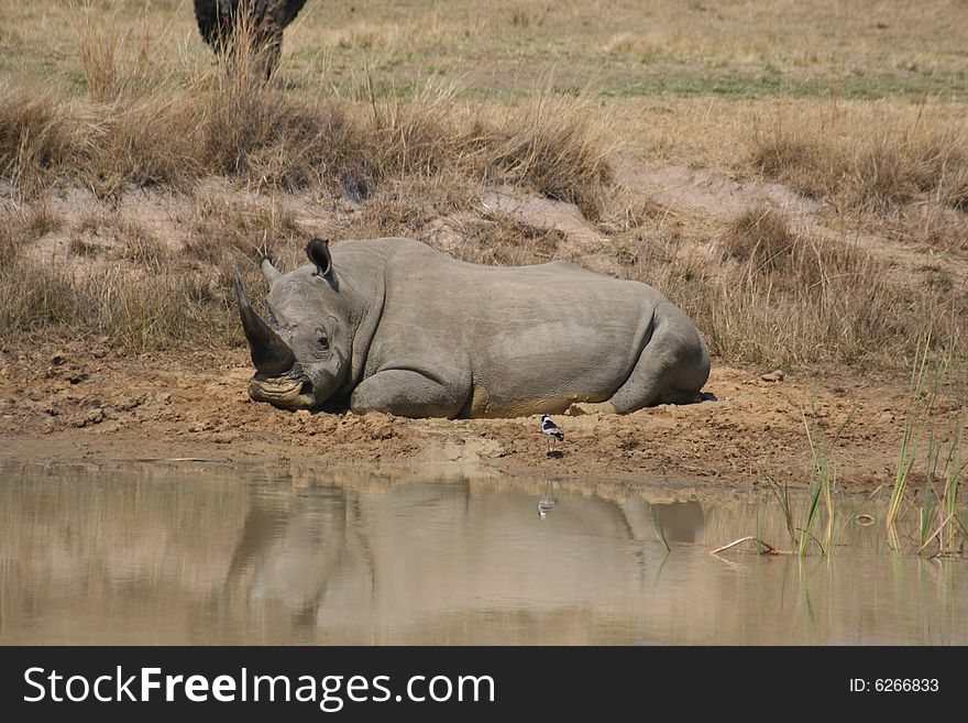 Rhino taking a mud bath. Rhino taking a mud bath