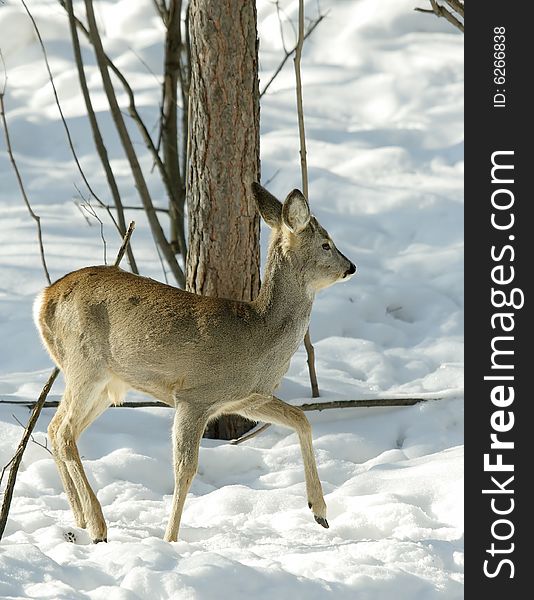 Roe. Russian nature, wilderness world. Roe. Russian nature, wilderness world.