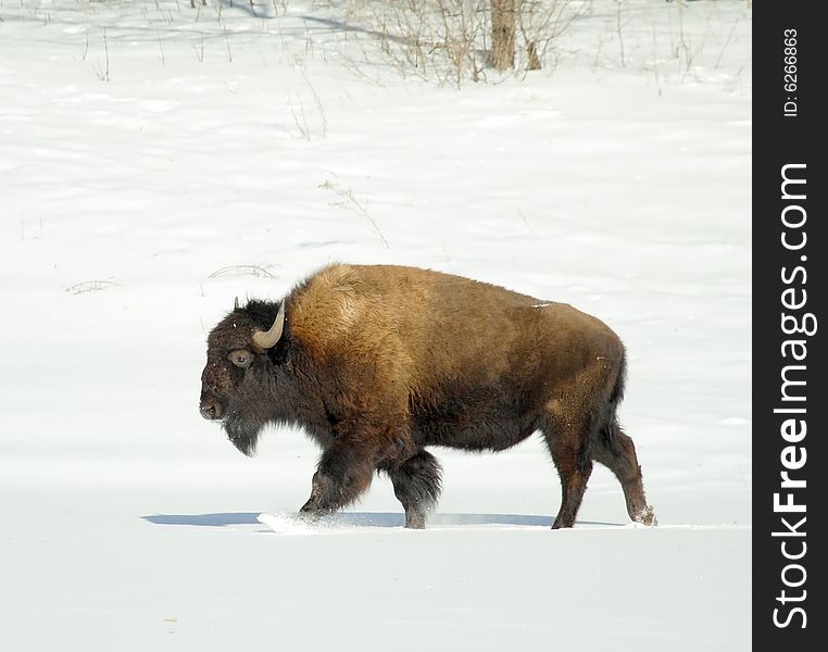 Great bison. Russian nature, wilderness world.