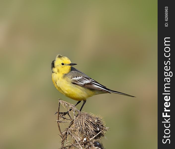 Yellow wagtail. Russian nature, wilderness world.