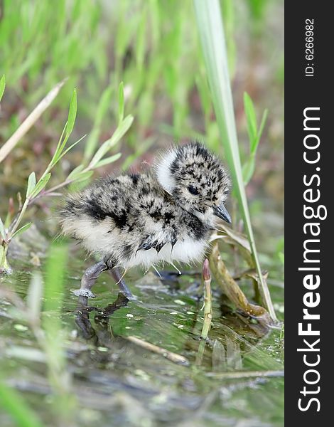 Lapwing. Russian nature, wilderness world.