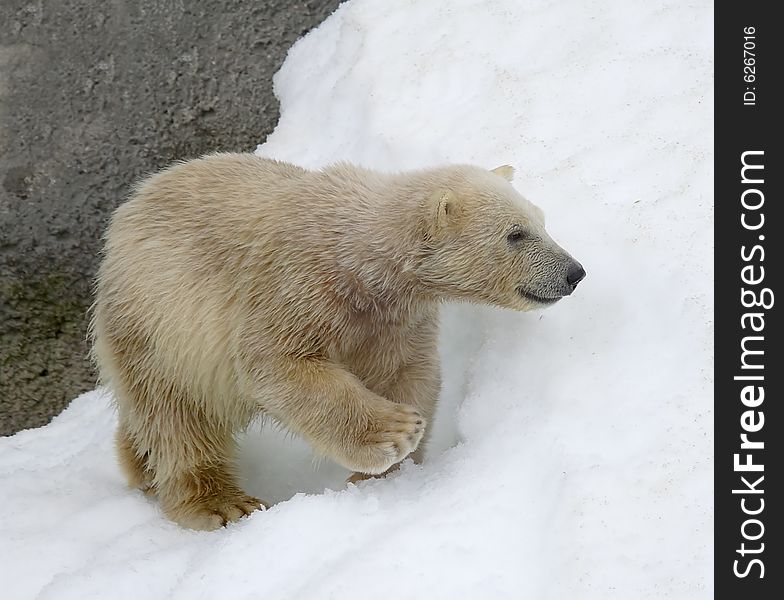 Great white north bear. Russian nature, wilderness world.