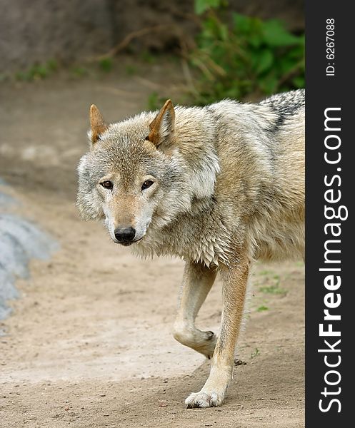 Wolf. Russian nature, wilderness world.