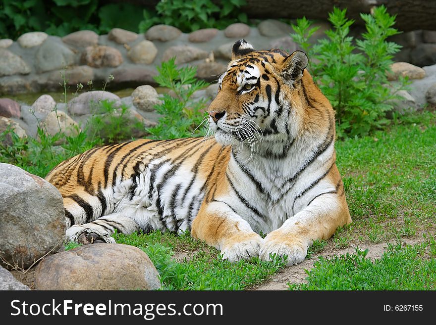 Tiger. Russian nature, wilderness world.
