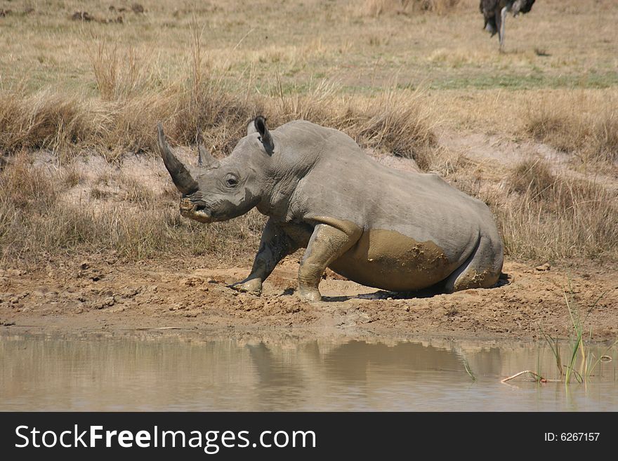 Rhino standing up after having taken a mud bath. Rhino standing up after having taken a mud bath