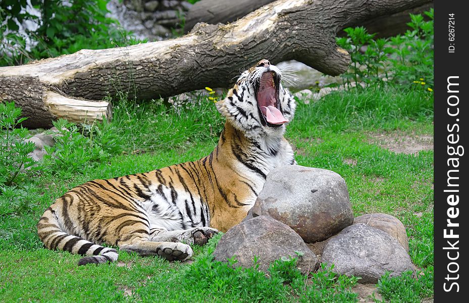 Tiger. Russian nature, wilderness world.
