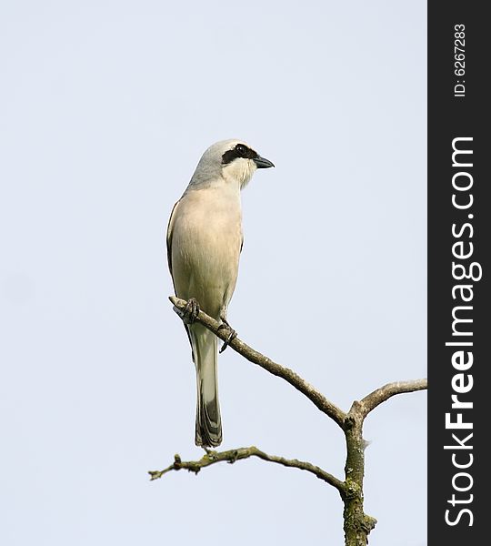 Bird on the branch. Russian nature, wilderness world.