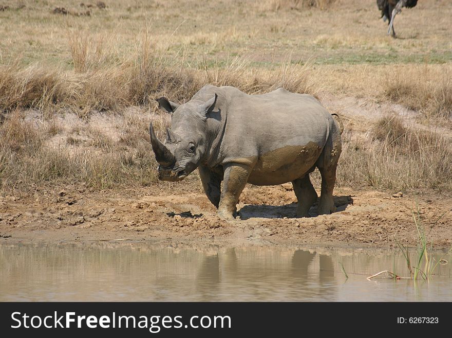 Rhino standing up after having taken a mudbath. Rhino standing up after having taken a mudbath.