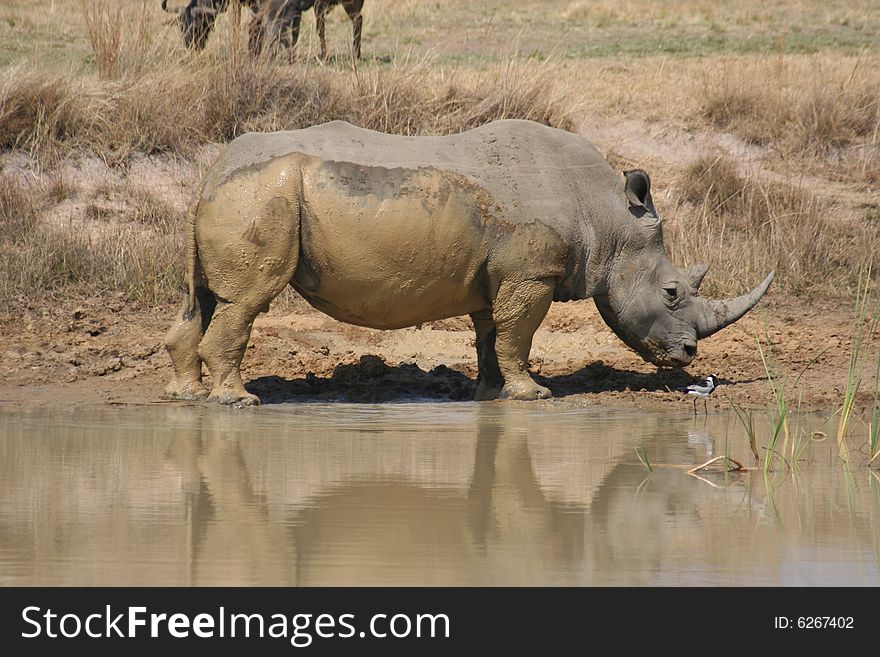 A very muddy Rhino. He has just taken a mud bath. A very muddy Rhino. He has just taken a mud bath.