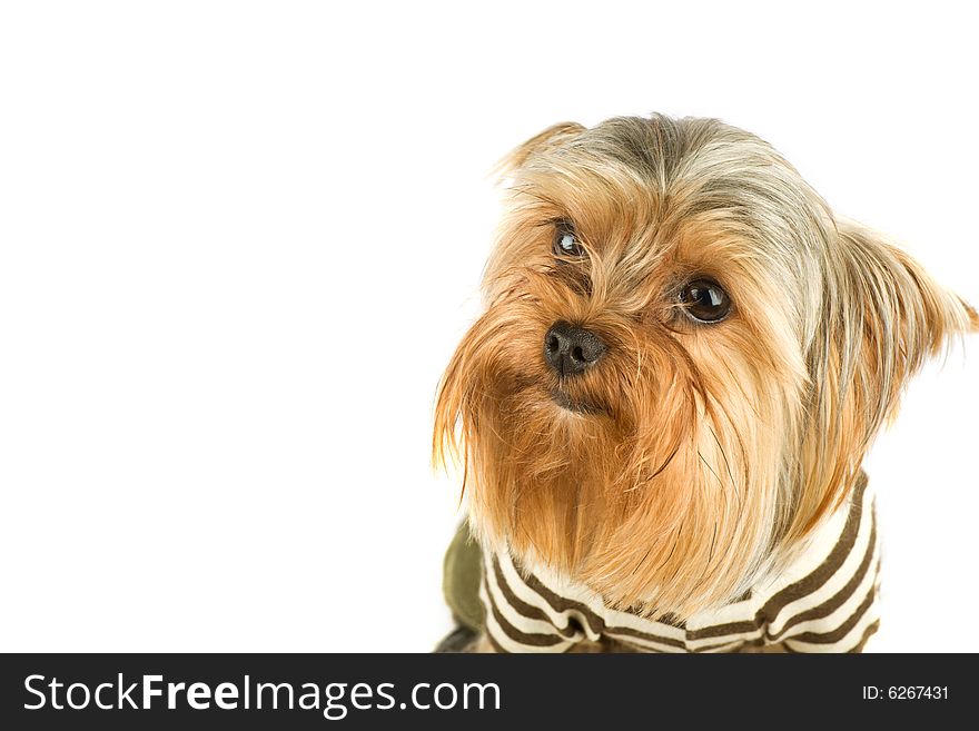 Purebred dog (Yorkshire terrier) isolated on white