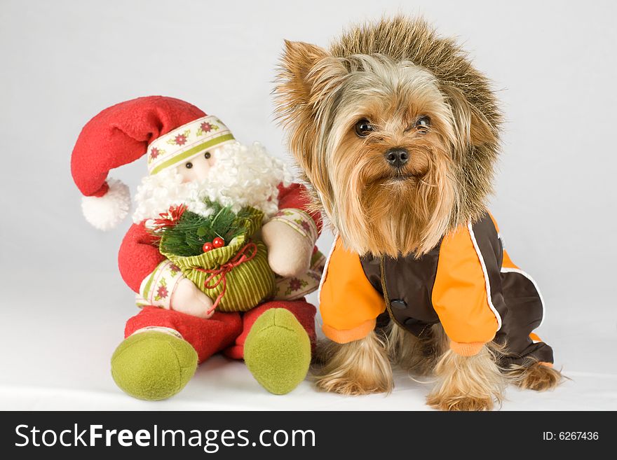 Dressed dog (Yorkshire terrier) with Santa on gray