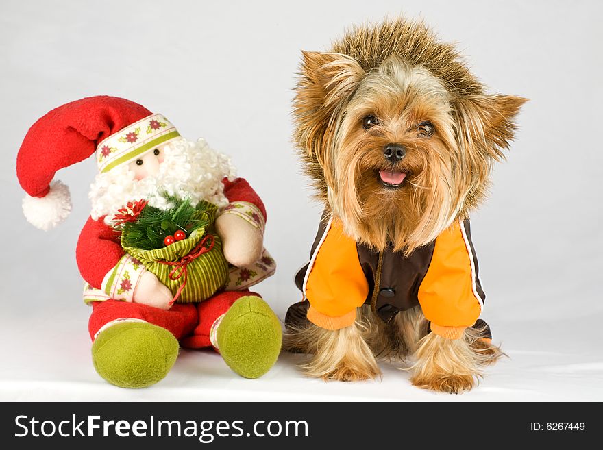 Dressed dog (Yorkshire terrier) with Santa on gray