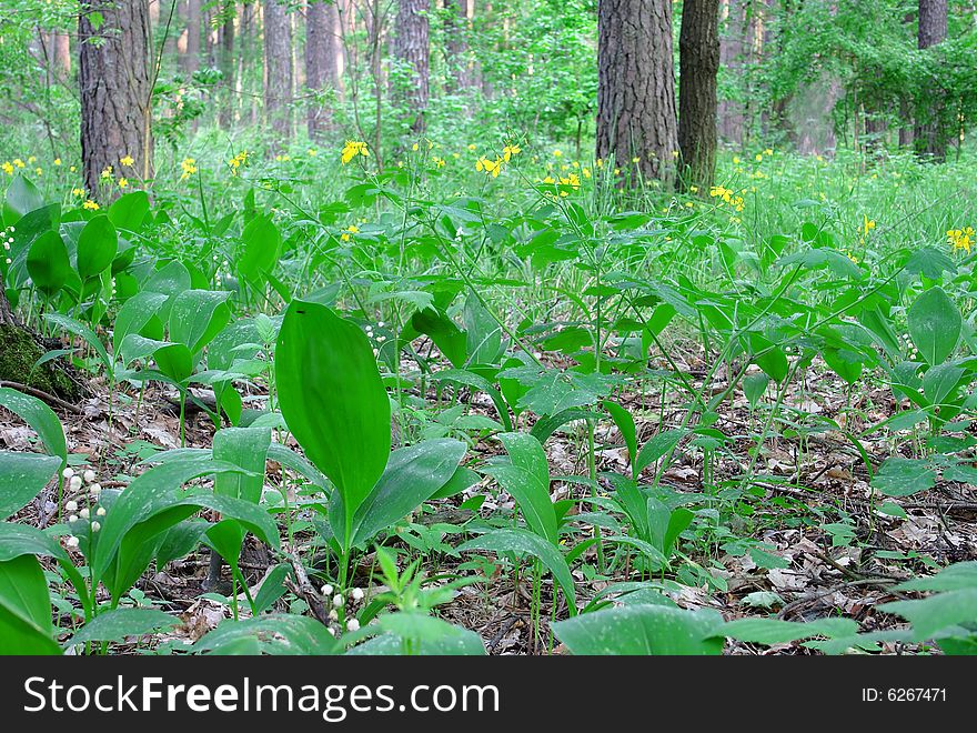 Lily of the valley. Russian nature, wilderness world.