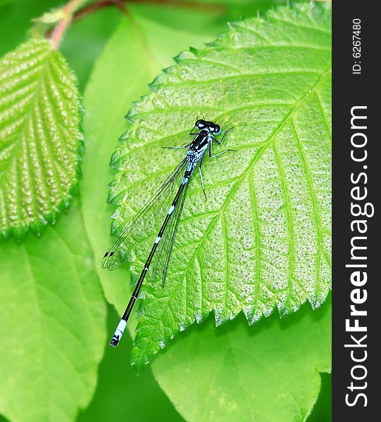 Dragonfly. Russian nature, wilderness world.