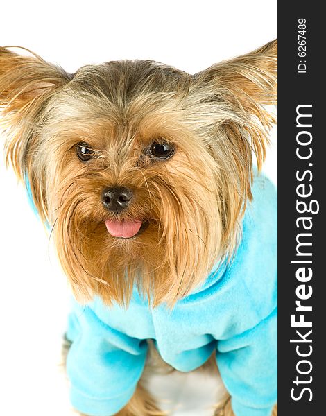 Purebred dog (Yorkshire terrier) dressed in jacket isolated on white