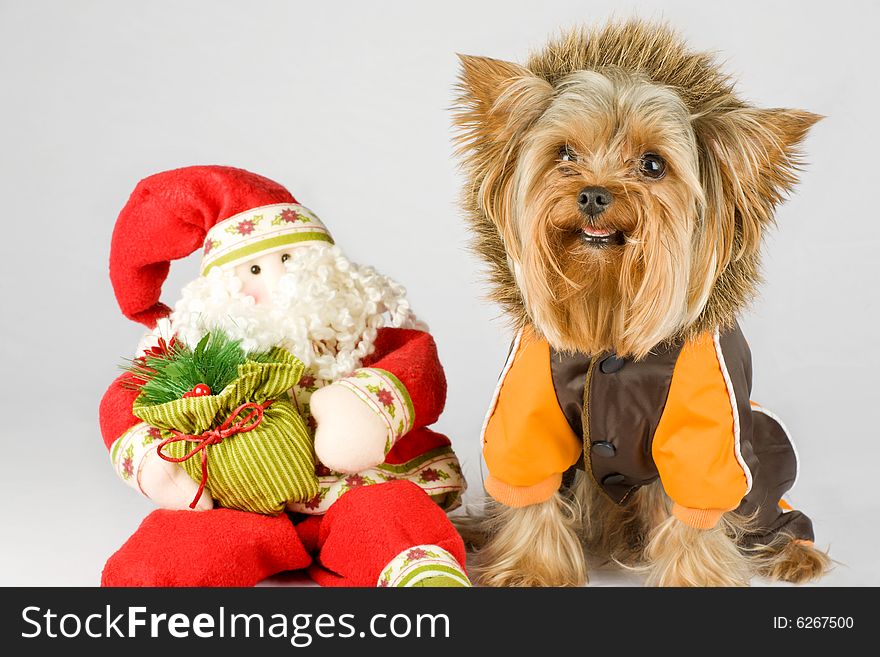 Dressed dog (Yorkshire terrier) with Santa on gray