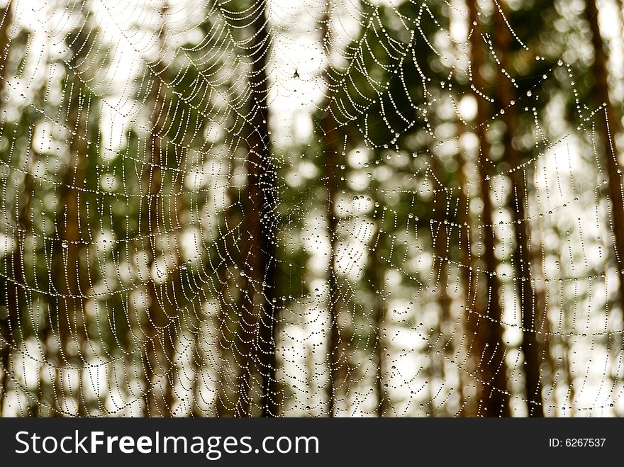 Dew on a web in autumn wood