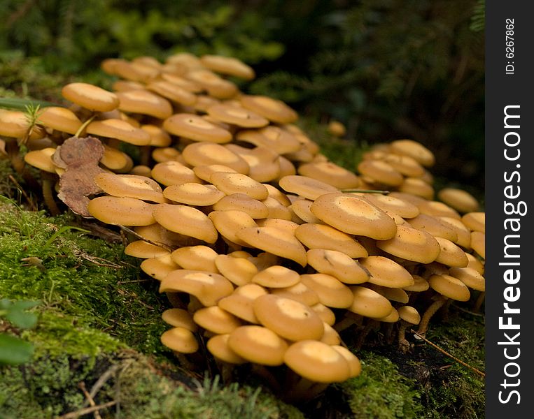 Close up Honey agarics on the moss