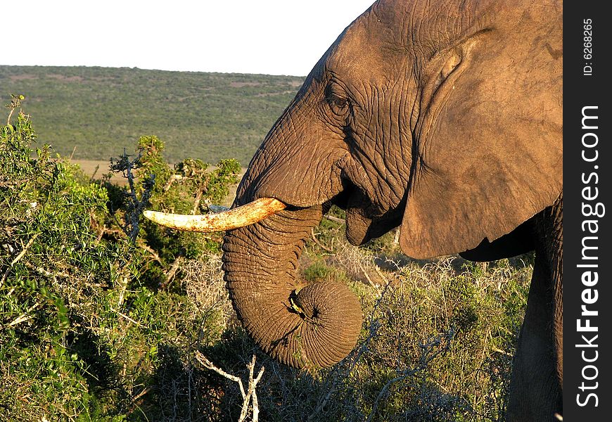 African elephant eating bush in the wild