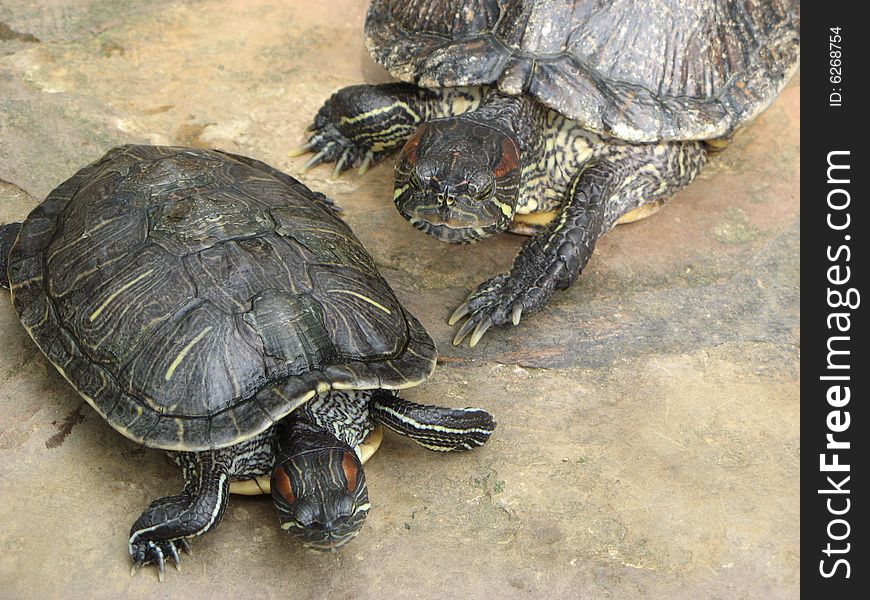 A couple of turtles sitting og the floor. A couple of turtles sitting og the floor