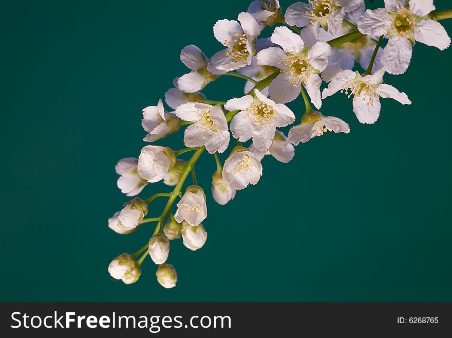 White flowers isolated on cyan background. White flowers isolated on cyan background