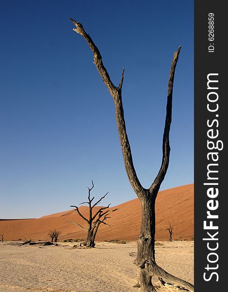 Tree In The Desert