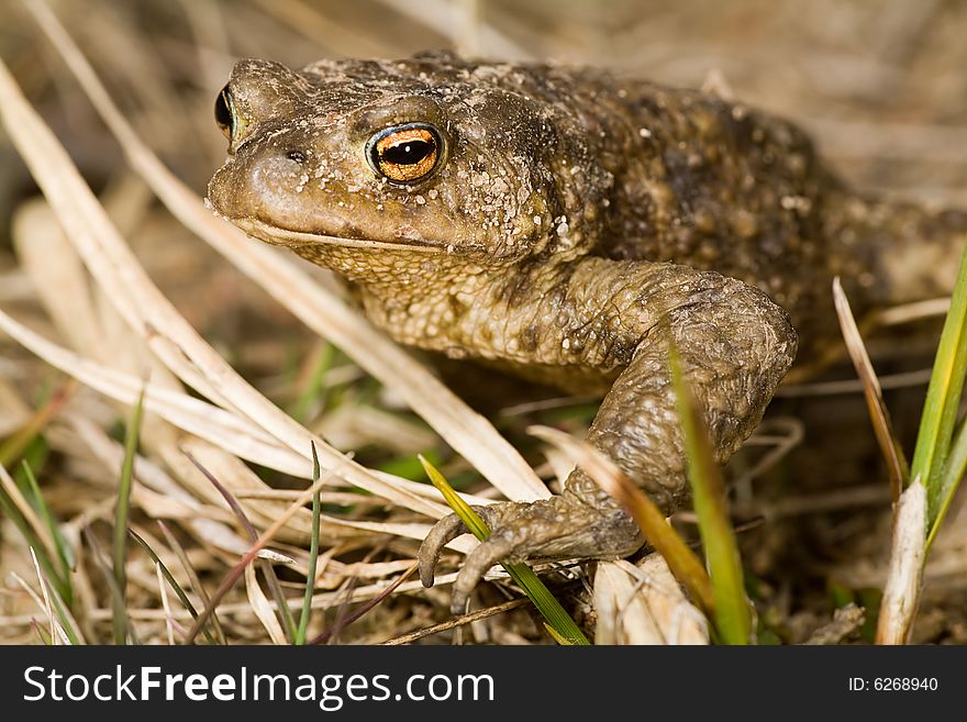 Photo with wet brown frog portrait