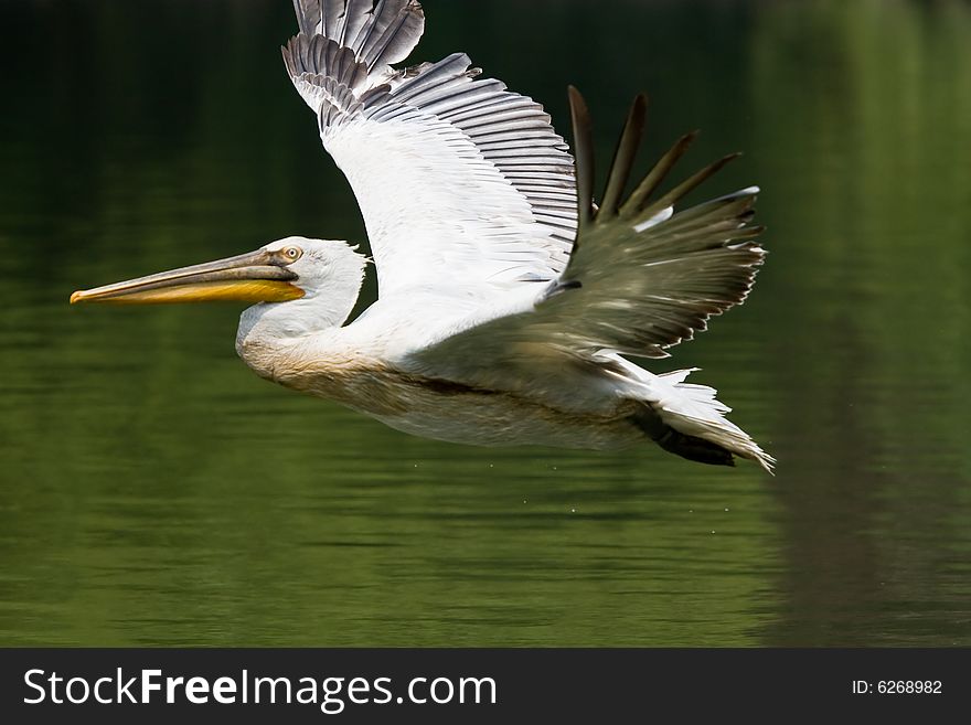 Pelican flying with wings spread. Pelican flying with wings spread