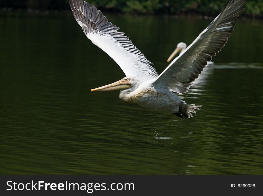 Pelican flying with wings spread. Pelican flying with wings spread