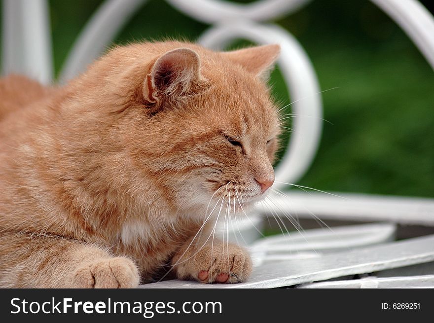 Affectionate green-eyed red cat, above-grass  in a park. Affectionate green-eyed red cat, above-grass  in a park