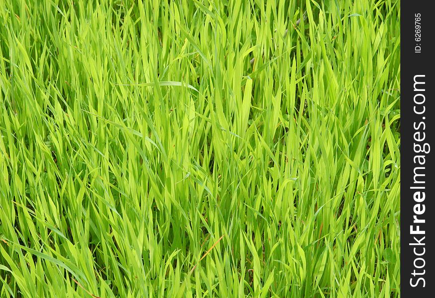 Green Grass Background