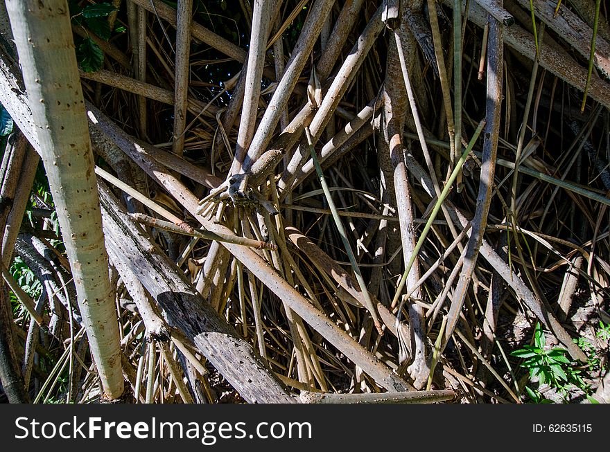 Wooden branches abstract background. Maldives