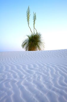 Desert Plant In The Early Sun Stock Photos Desert Plant In The Early Sun Stock Photos