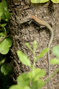 Lizard Stock Photo Lizard Stock Photo