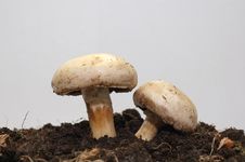 Two Mushrooms In The Ground Royalty Free Stock Photo Two Mushrooms In The Ground Royalty Free Stock Photo