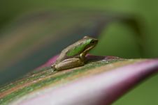 Tiny Frog On A Leaf Royalty Free Stock Photography Tiny Frog On A Leaf Royalty Free Stock Photography