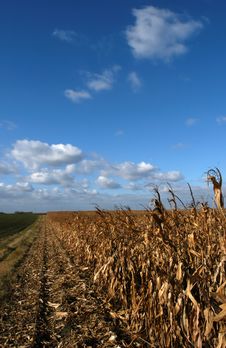 Corn Field Stock Photography Corn Field Stock Photography