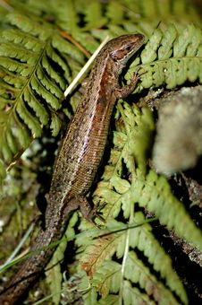 Lizard Stock Photography Lizard Stock Photography