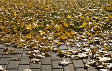 Brick Path, Grass, Autumn Leaves Stock Photos Brick Path, Grass, Autumn Leaves Stock Photos