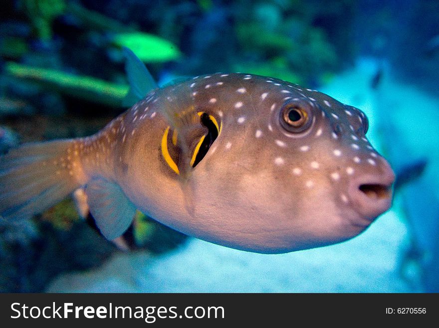 Tropical fish in the aquarium at Tivoli park