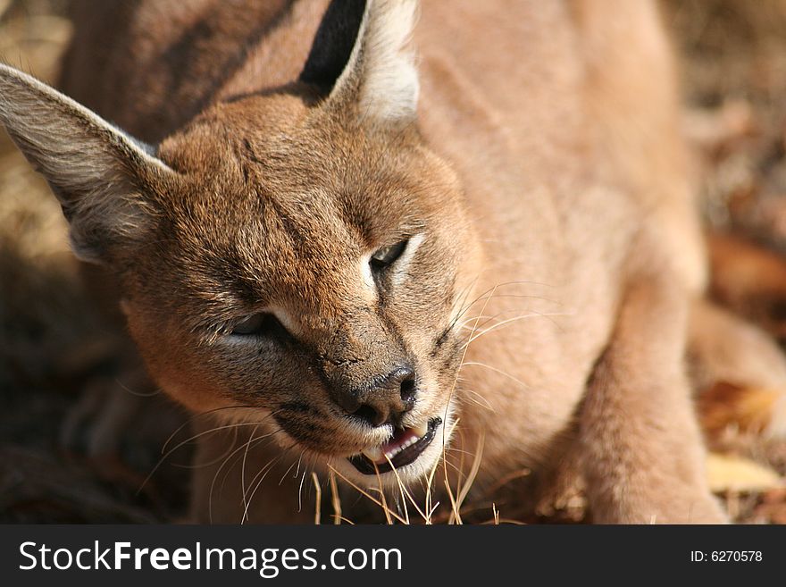 An incredible closeup photo of a Caracal.