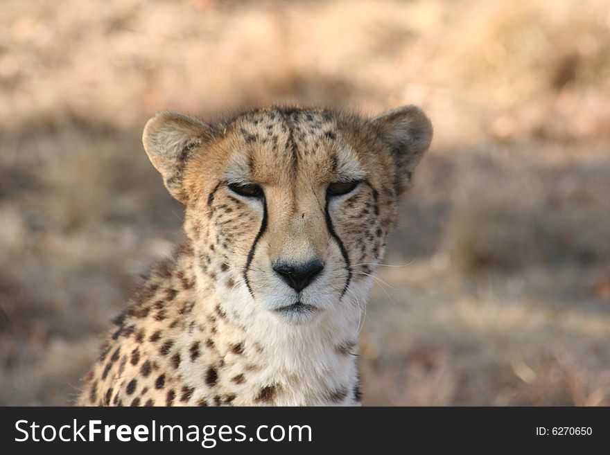 A sleepy Cheetah looking toward the camera.