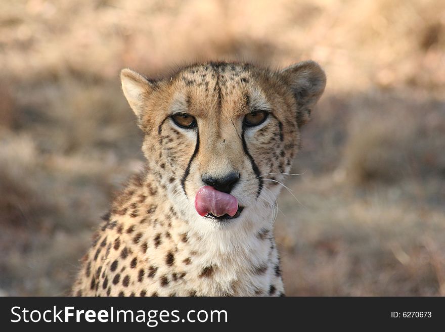 A Cheetah licking off his lips.