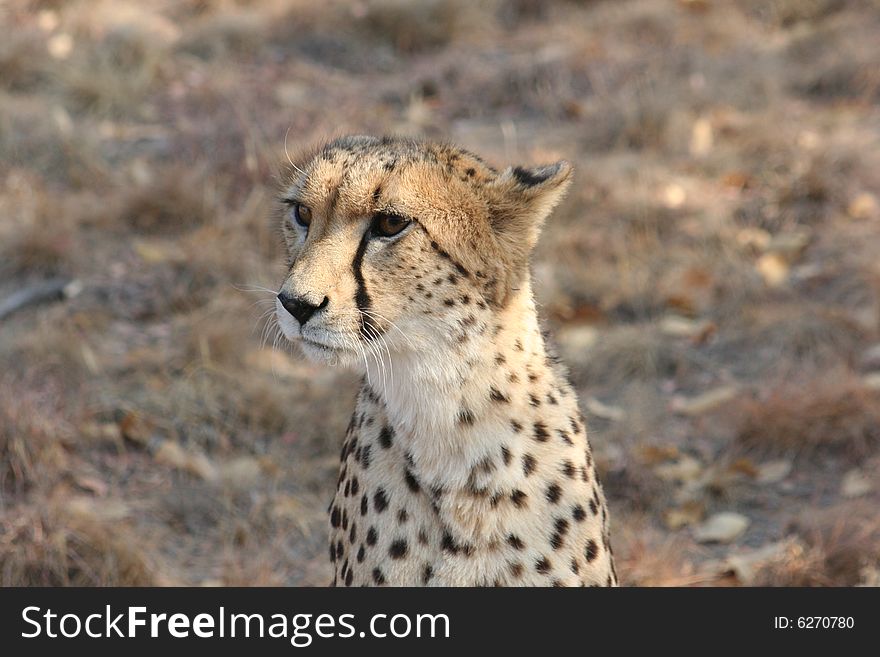 A Cheetah looking toward the left. A Cheetah looking toward the left.